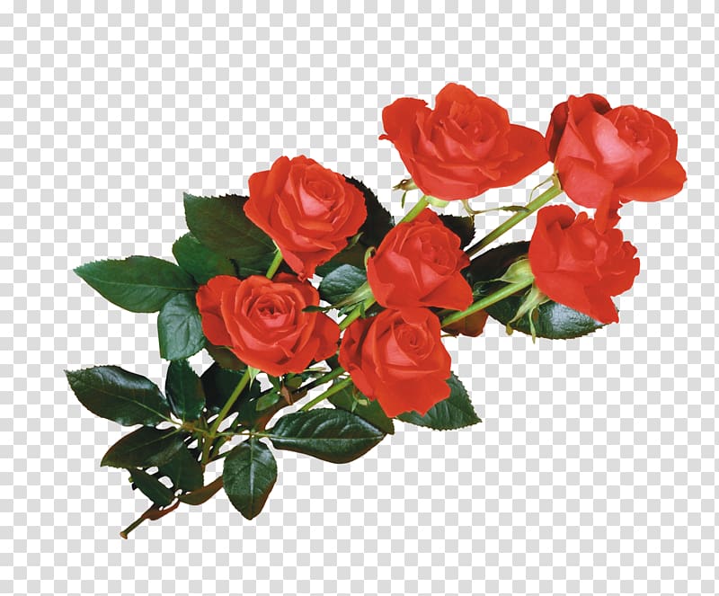 Flower Desktop Giphy, red roses transparent background PNG clipart