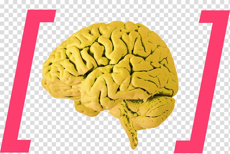 Human brain Brain Stimulation Brain damage, brain transparent background PNG clipart