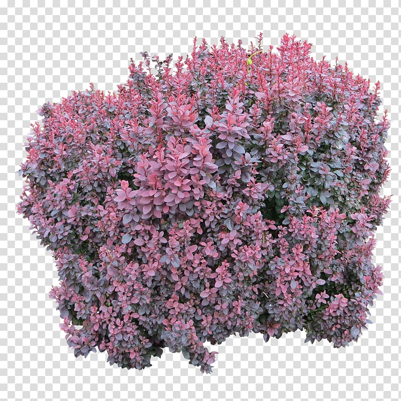 Shrub , plant transparent background PNG clipart