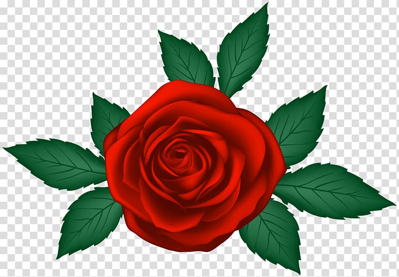 red rose illustration, Garden roses , Red Rose transparent background PNG clipart