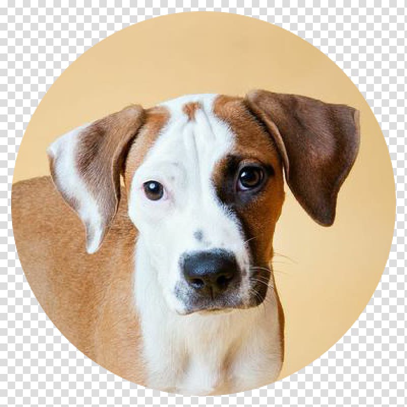 English Foxhound Harrier Dog breed Treeing Walker Coonhound American Foxhound, cat transparent background PNG clipart