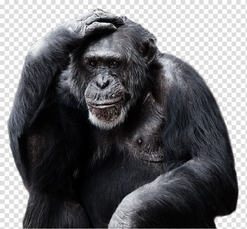 Gorilla Ape Primate, Gorilla Pic transparent background PNG clipart