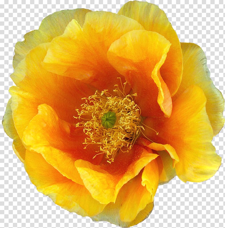 Cactaceae Flower Yellow , flower transparent background PNG clipart
