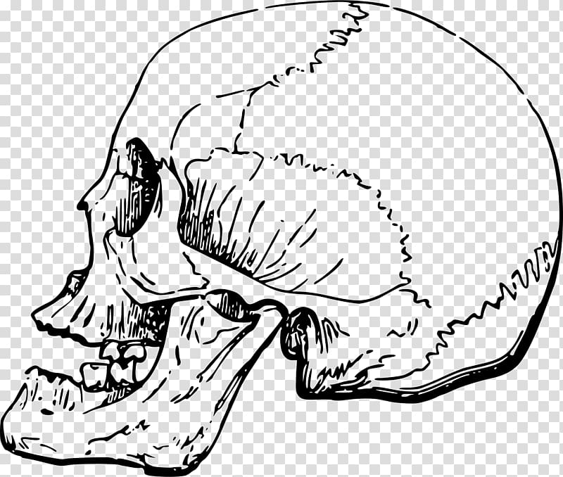 Skull Bone , bones transparent background PNG clipart