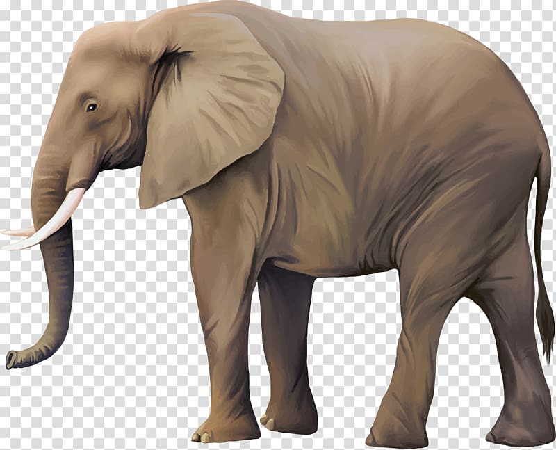African elephant Asian elephant, elephants transparent background PNG clipart