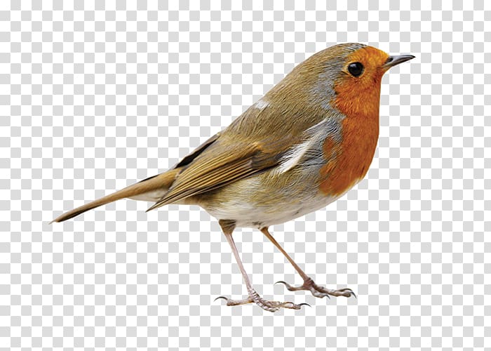 European robin Bird American robin Pet , Bird transparent background PNG clipart