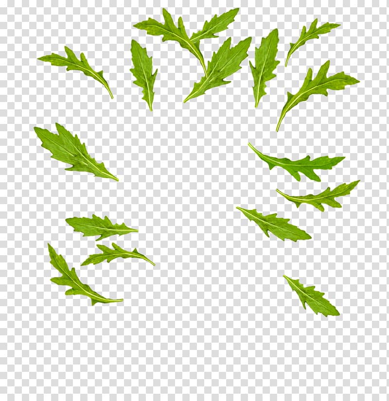 Leaf vegetable Arugula Misticanza, Leaf transparent background PNG clipart