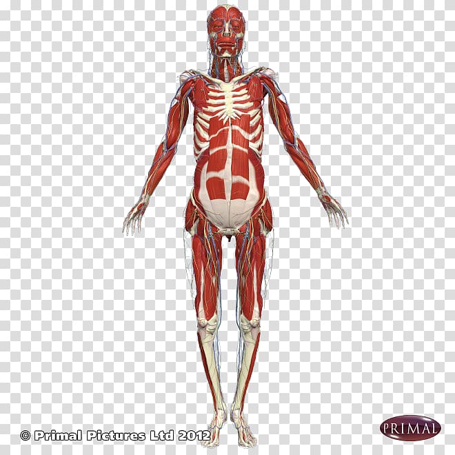 Shoulder Intercostal muscle Arm Subscapularis muscle, arm transparent background PNG clipart