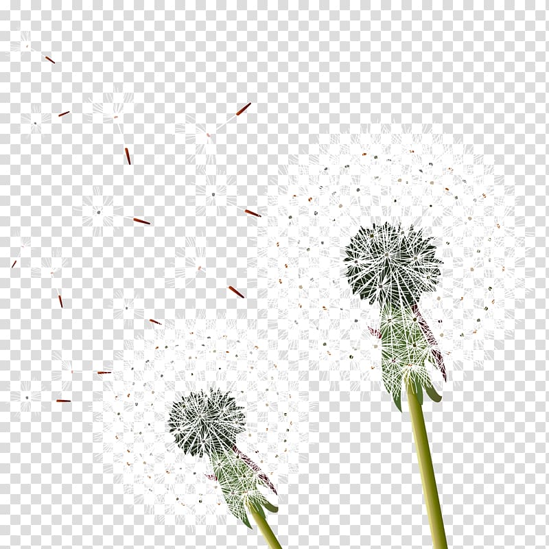 dandelion flowers , Dandelion , Dandelion material transparent background PNG clipart