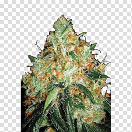 Seed bank Cannabis sativa Skunk Orange bud, skunk transparent background PNG clipart