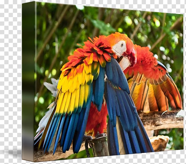 Scarlet macaw Bird Beak Blue, Bird transparent background PNG clipart