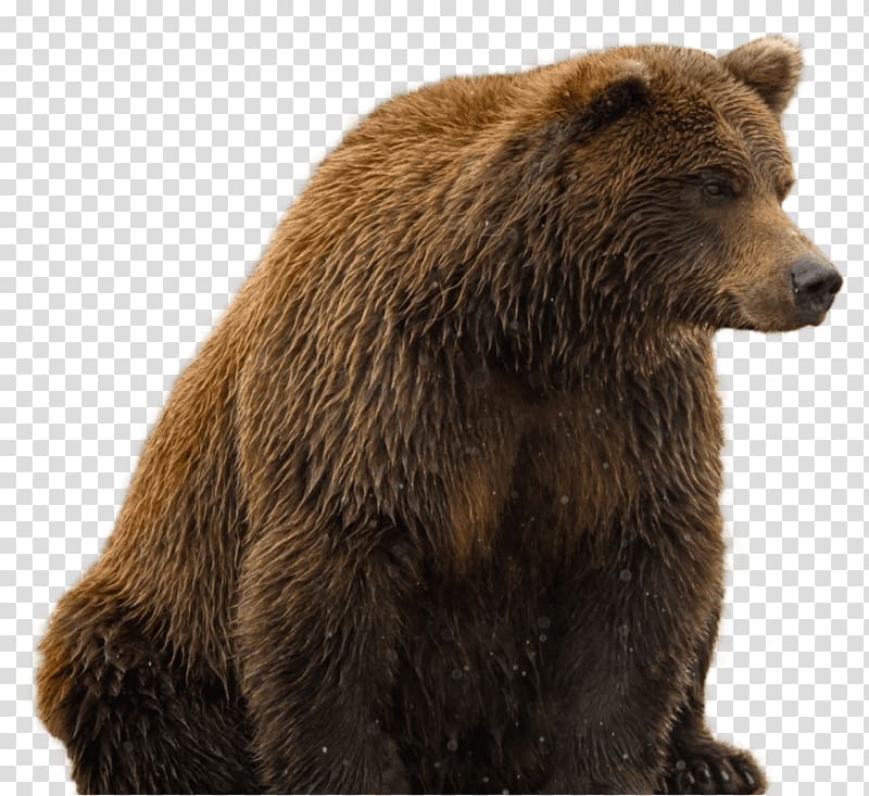 Polar bear American black bear, bear transparent background PNG clipart