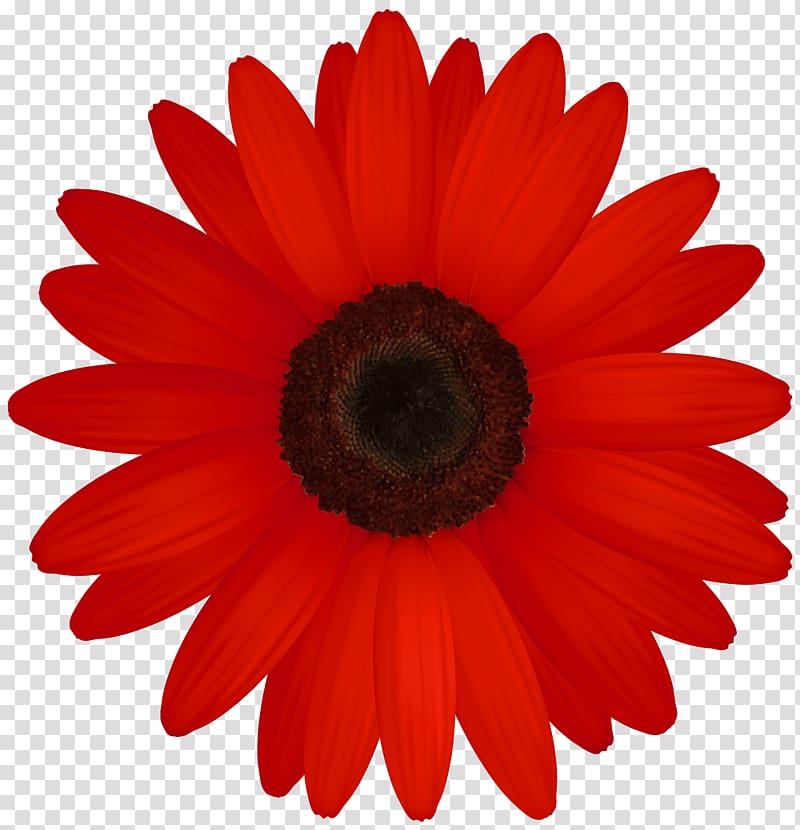 Common daisy Daisy family , gerbera transparent background PNG clipart