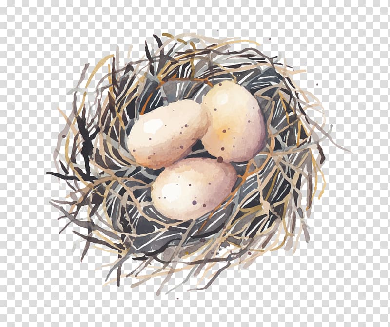 Designer, Nest transparent background PNG clipart