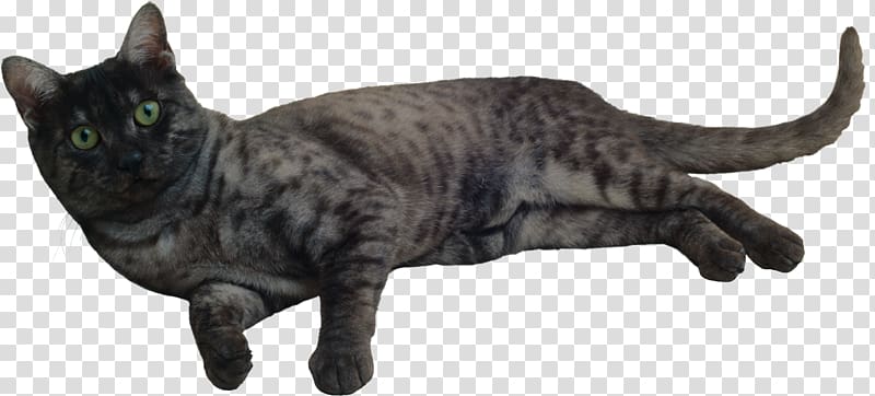 California Spangled American Shorthair Felidae , cats transparent background PNG clipart