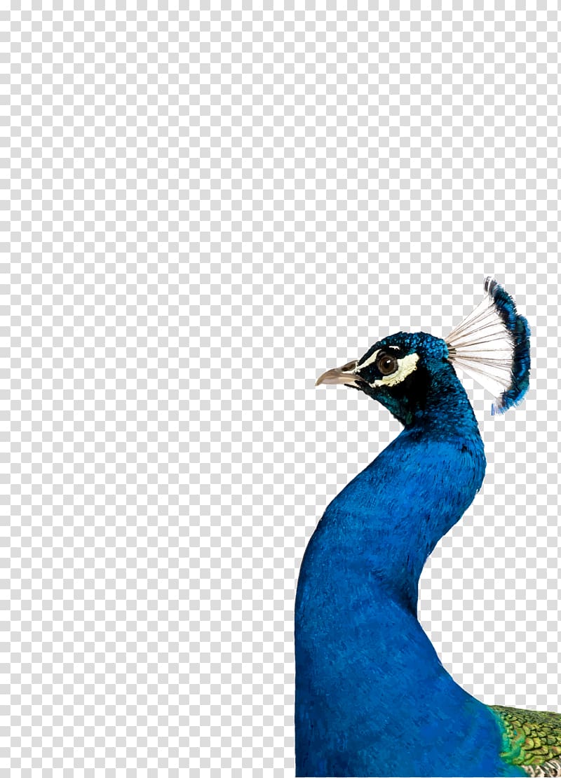 Bird Beak Feather Galliformes Cobalt blue, peacock transparent background PNG clipart
