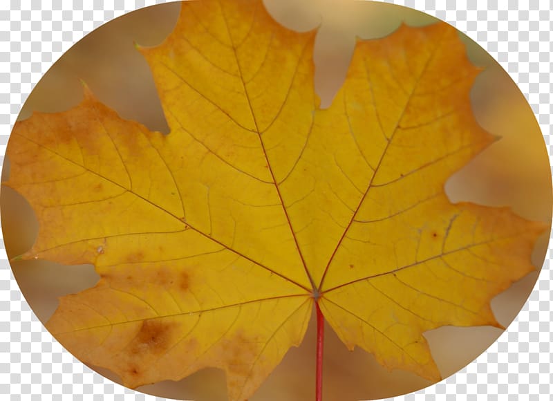 Maple leaf, american sweetgum leaf transparent background PNG clipart