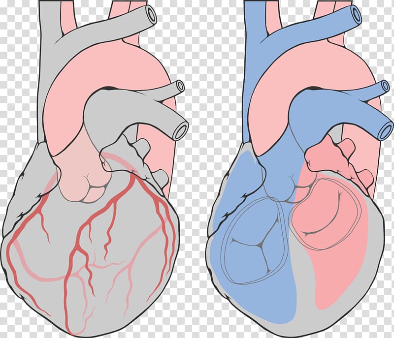 Coronary arteries Left coronary artery Heart Coronary catheterization, oblique transparent background PNG clipart