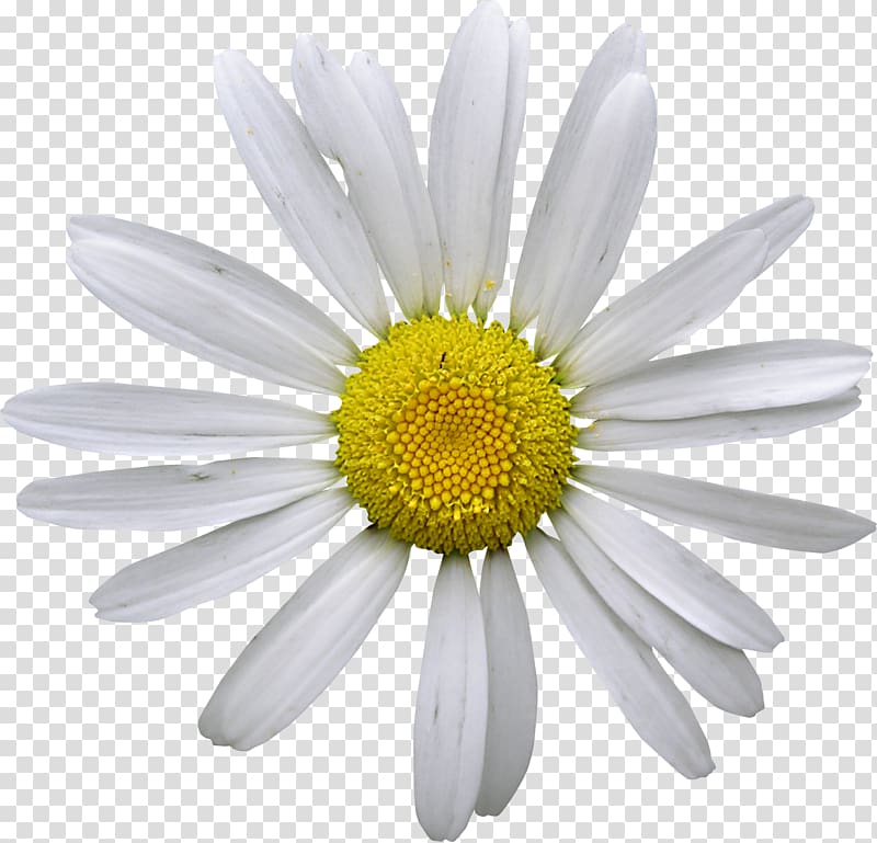 Matricaria Chamomile Flower, daisy transparent background PNG clipart