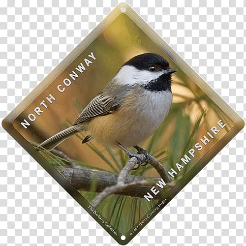Beak Fauna Chickadee American Sparrows, chickadee transparent background PNG clipart