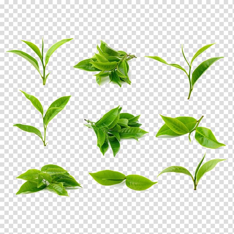 Green tea Tea processing, Tea leaves, green leafed plants collage transparent background PNG clipart