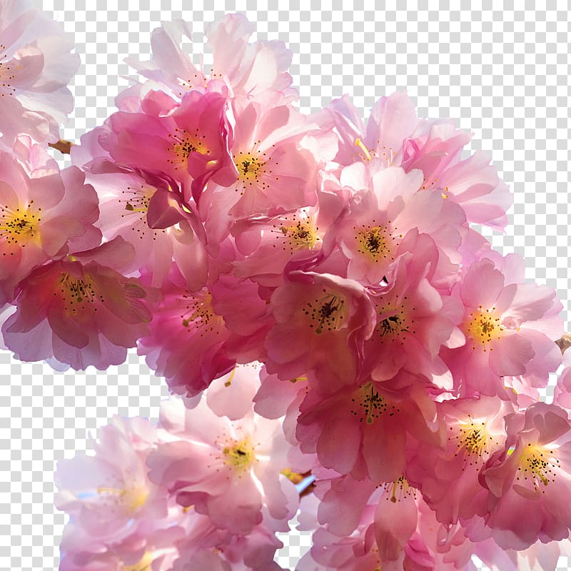 Flower Cherry blossom Cerasus Rose, Pink cherry transparent background PNG clipart