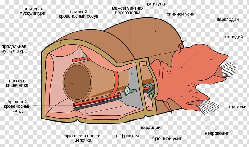 Polychaeta Worm Anatomy Riftia pachyptila Segmentation, bone structure transparent background PNG clipart