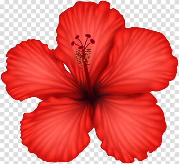 Hibiscus Alyogyne huegelii Flower , red flower transparent background PNG clipart