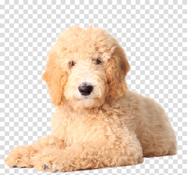 Goldendoodle Golden Retriever Labradoodle Poodle Puppy, doodles transparent background PNG clipart