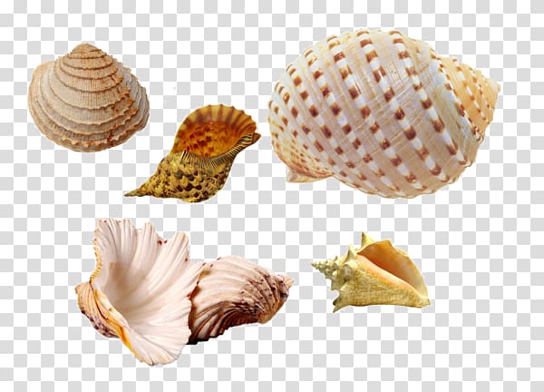 Cockle Seashell Conchology Sea snail, seashell transparent background PNG clipart