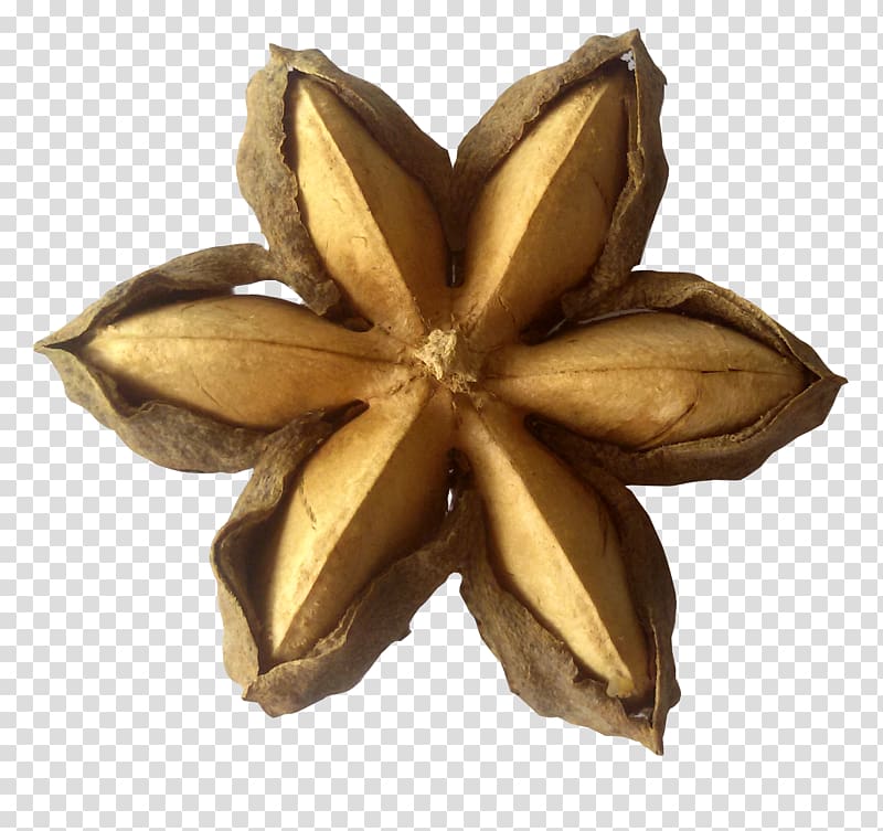 Plukenetia volubilis Sacha inchi oil Nut Seed, sacha inchi transparent background PNG clipart