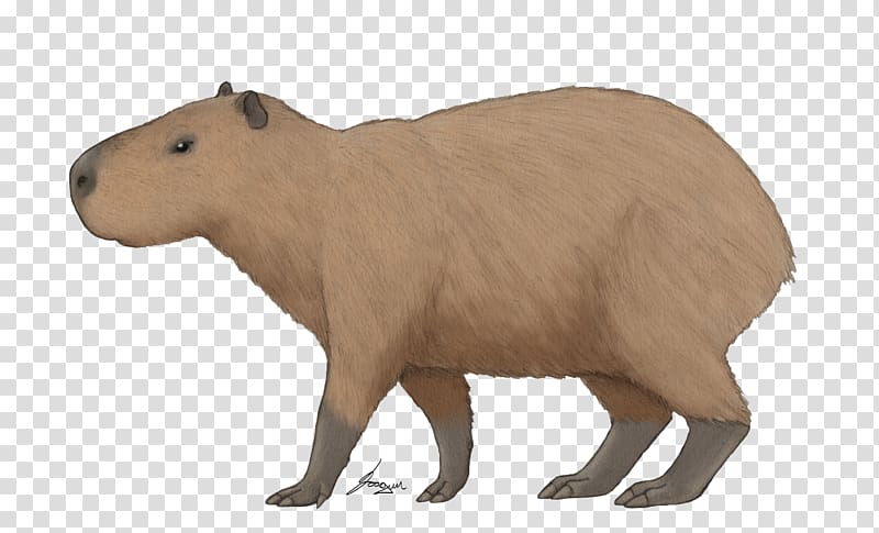 Capybara Great American Interchange Animal Neotropical realm Isthmus of Panama, others transparent background PNG clipart