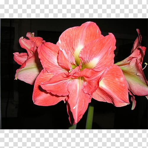 Amaryllis Jersey lily Lily of the Incas Cut flowers Belladonna, Hymenocallis transparent background PNG clipart