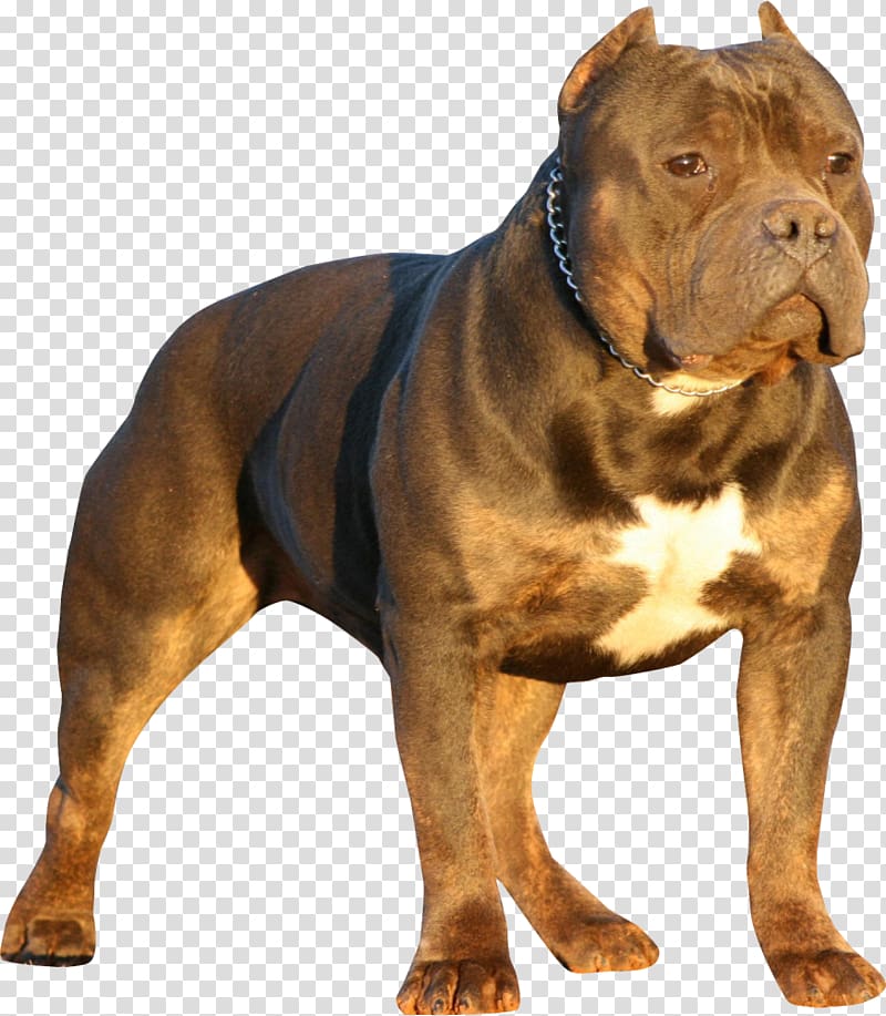 American Bully Olde English Bulldogge Pit bull American Bulldog, dogs transparent background PNG clipart