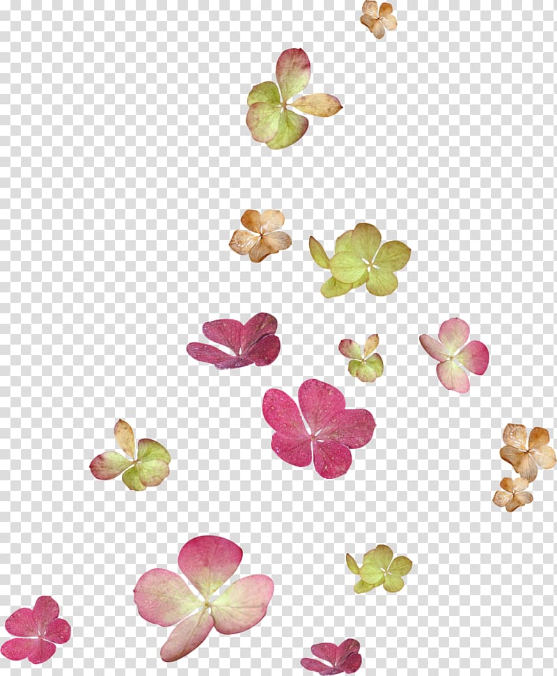 Flower Petal , floating transparent background PNG clipart