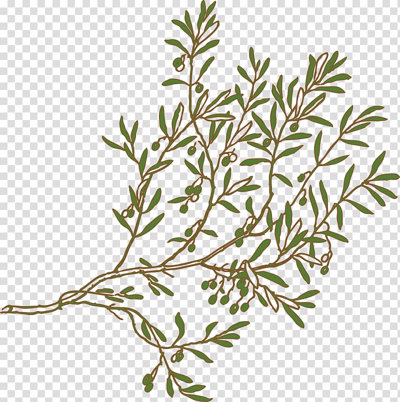 green leafed plant illustration, Olive branch Olive branch Tree , olive branch transparent background PNG clipart