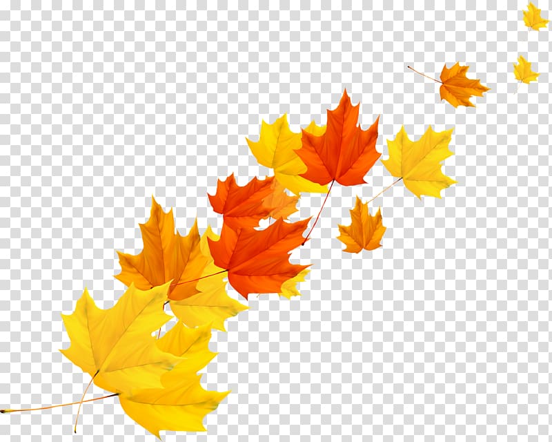 yellow, orange, and brown maple leaves, Maple leaf Autumn, Autumn maple leaf transparent background PNG clipart