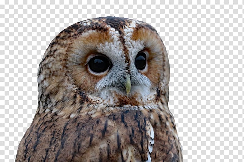 Barred Owl Bird of prey, Owl face closeup transparent background PNG clipart