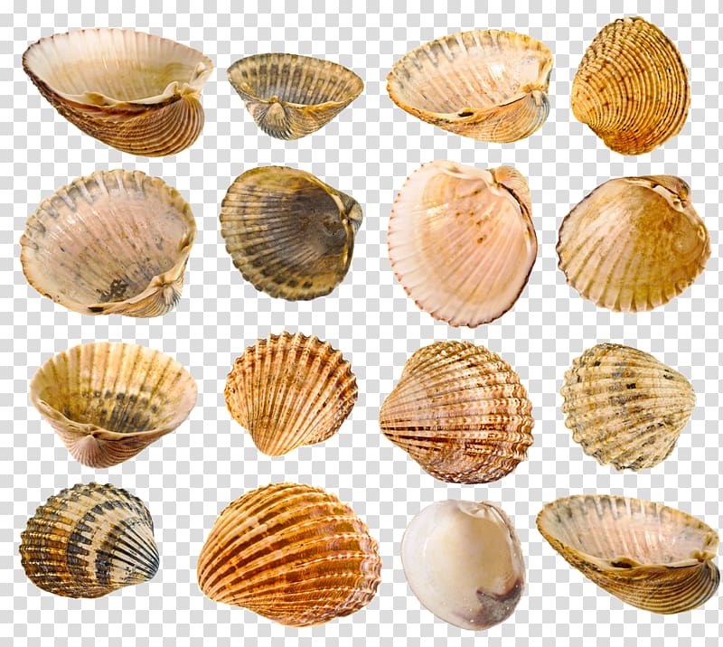 Mussel Seashell , Conch shell material transparent background PNG clipart