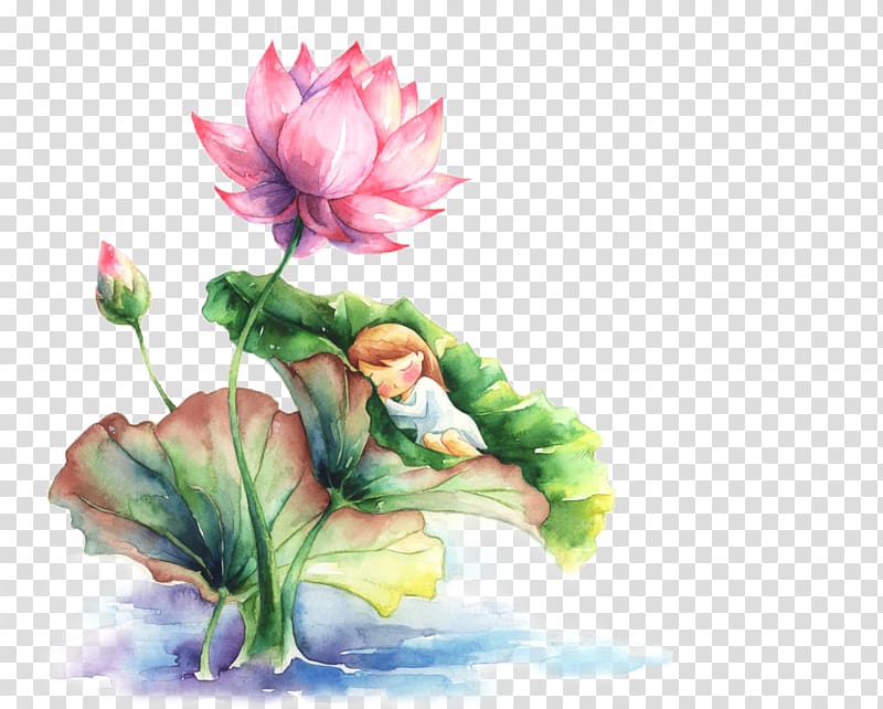 Watercolor painting Nelumbo nucifera, Painted lotus transparent background PNG clipart