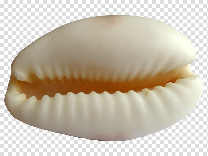 Seashell Cypraea Cypraeidae Cowry Light, seashell transparent background PNG clipart