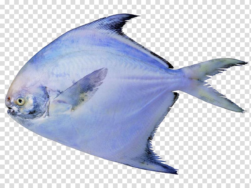 Black pomfret Pampus argenteus Fish Seafood, Ornamental fish transparent background PNG clipart