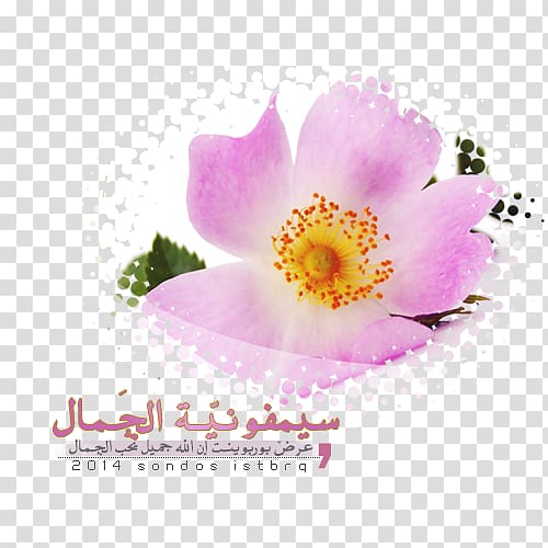 Floral formula Flower Class Petal, islamic post transparent background PNG clipart