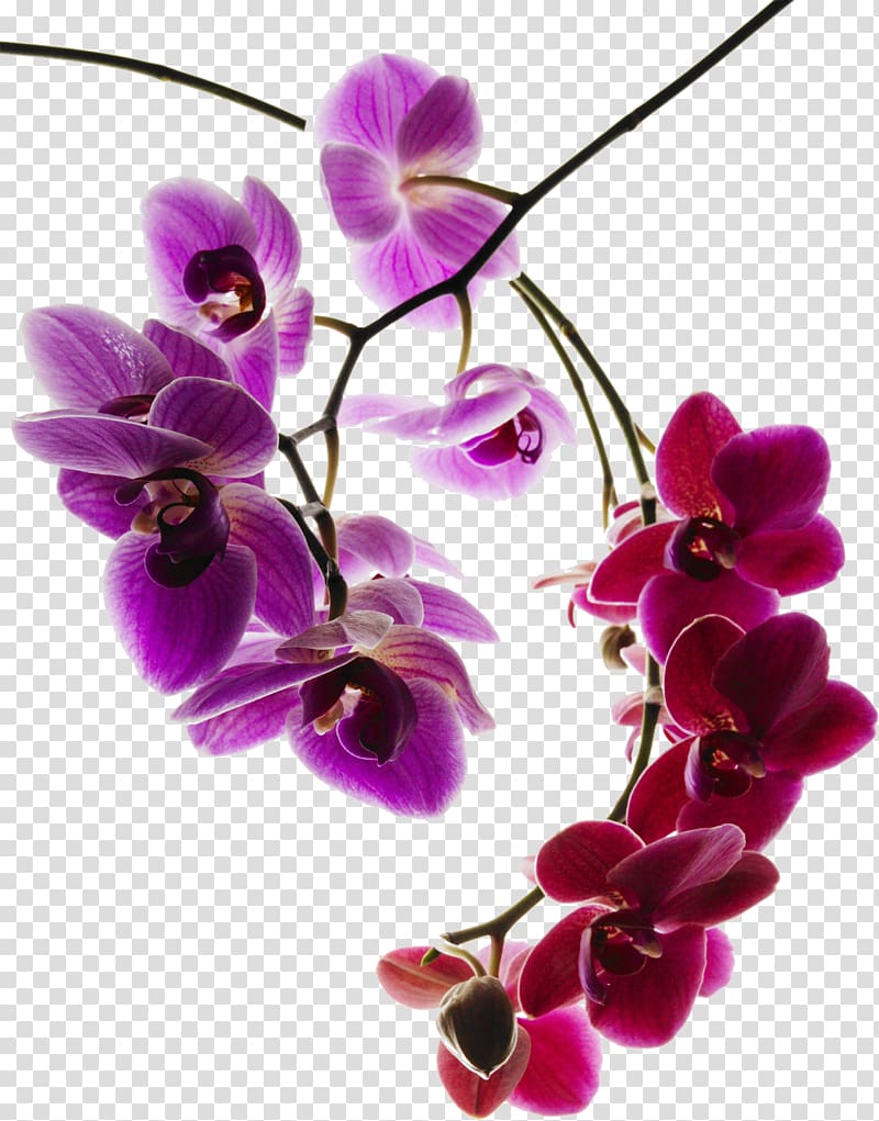 Moth orchids Flower, purple orchid transparent background PNG clipart