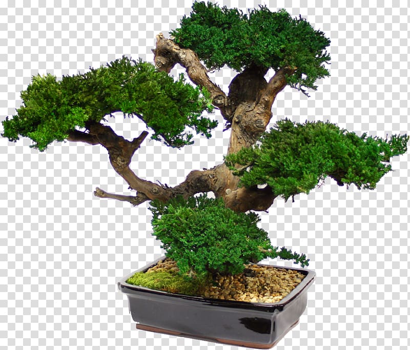 bonsai tree, Bonsai Tree Japanese maple Garden Interior Design Services, bonsai transparent background PNG clipart