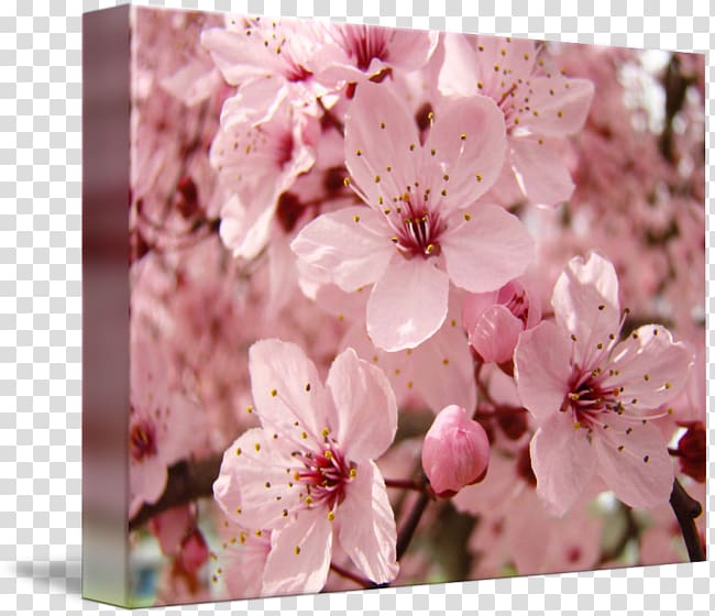 Cherry blossom Spring Prunus Flower, cherry blossom transparent background PNG clipart
