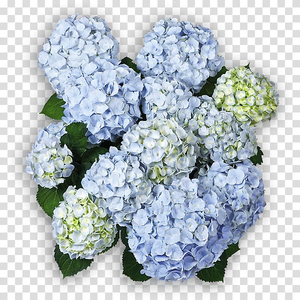 Cut flowers Hydrangea arborescens Panicled hydrangea Blue, hortensia transparent background PNG clipart