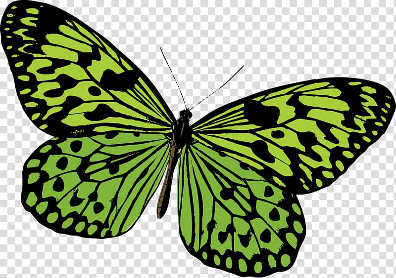 Monarch butterfly Pieridae Moth, Green painted butterfly transparent background PNG clipart