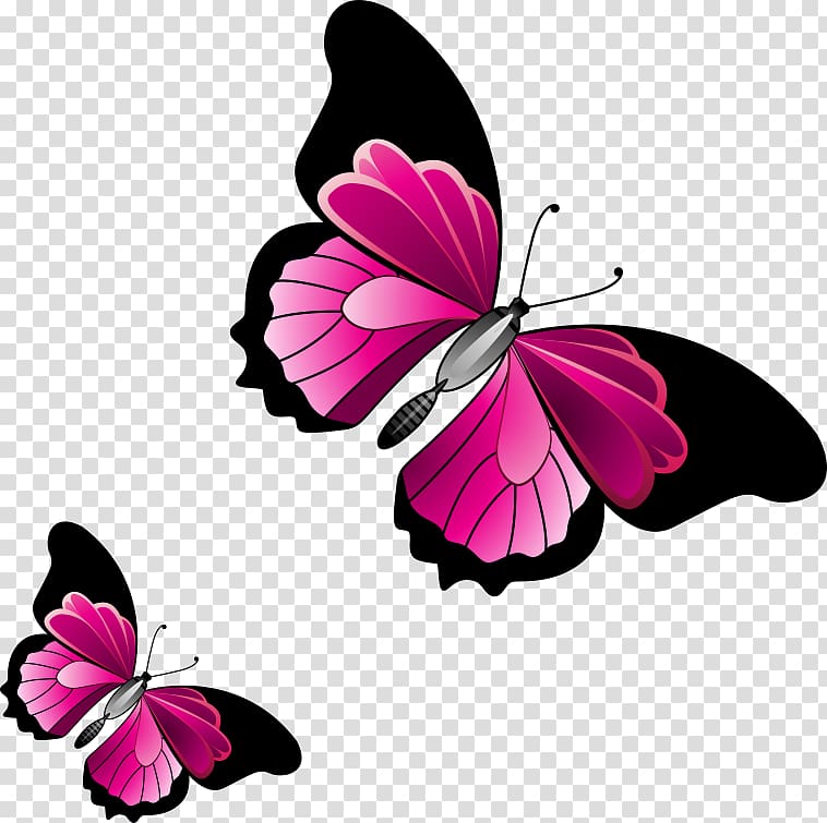 Monarch butterfly , butterfly transparent background PNG clipart