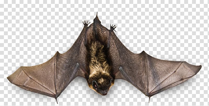 gray bat, Bat transparent background PNG clipart